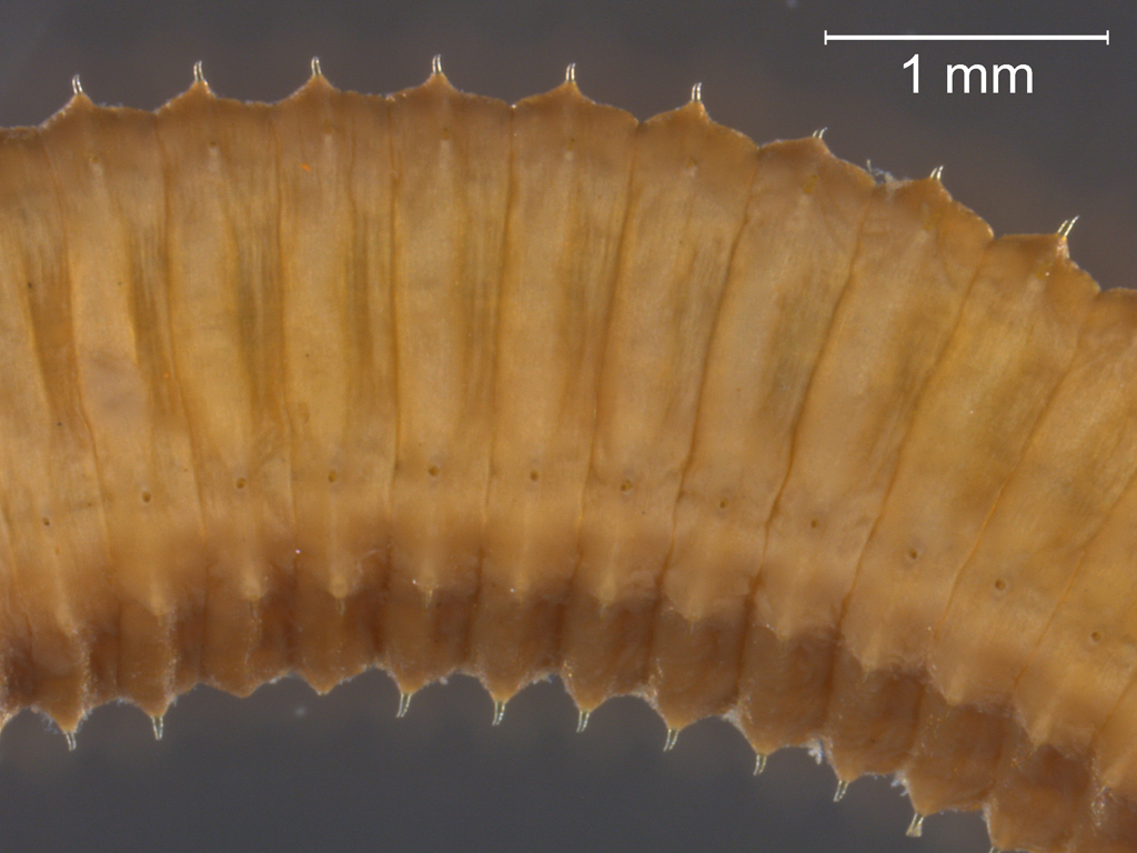 Eiseniella tetraedra